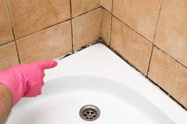 Professional Mold Removal in Whiteville, NC